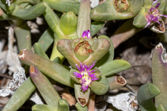 Carpobrotus