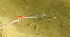 Pseudagrion pilidorsum