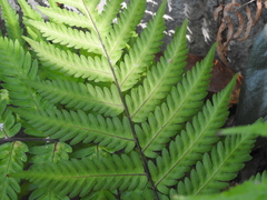 Tectariaceae
