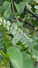 Lonchocarpus