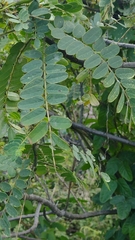Lonchocarpus