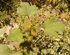 Xanthium orientale