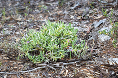 Carpobrotus