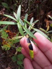 Asteromyia euthamiae