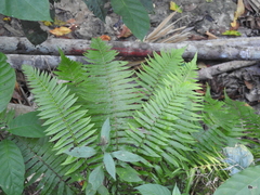 Thelypteridaceae