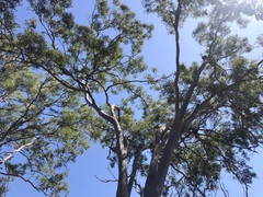 Angophora leiocarpa