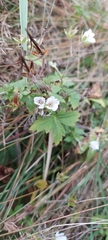 Geranium thunbergii