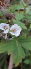 Geranium thunbergii