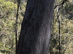 Angophora leiocarpa