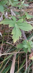 Geranium thunbergii