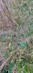 Geranium thunbergii