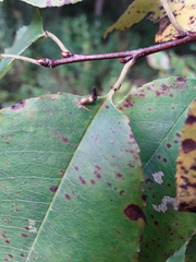 Eriophyes cerasicrumena