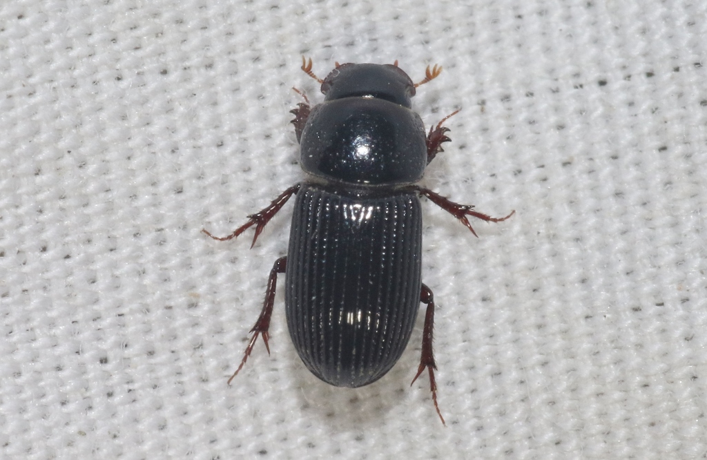 Ataenius stephani