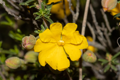 Hibbertia eatoniae