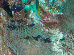 Dascyllus trimaculatus