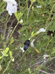 Xylocopa tabaniformis parkinsoniae