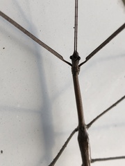 Ctenomorpha marginipennis