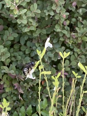 Xylocopa tabaniformis parkinsoniae