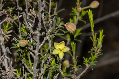 Hibbertia eatoniae