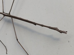 Ctenomorpha marginipennis