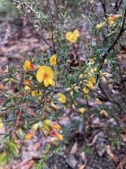 Pultenaea juniperina