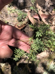 Indigofera linnaei