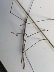 Ctenomorpha marginipennis