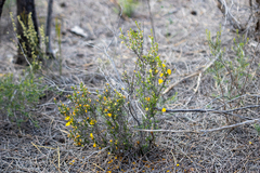Hibbertia eatoniae
