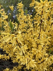 Forsythia