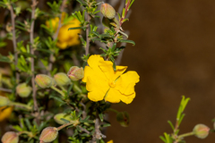Hibbertia eatoniae