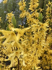 Forsythia
