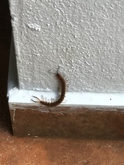 Scolopendra alternans