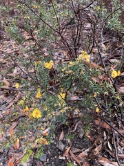 Pultenaea juniperina