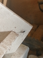 Evania appendigaster