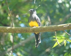 Trogon viridis