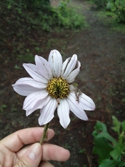 Iostephane heterophylla