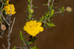Hibbertia eatoniae