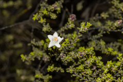 Philotheca thryptomenoides