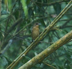 Trichothraupis melanops