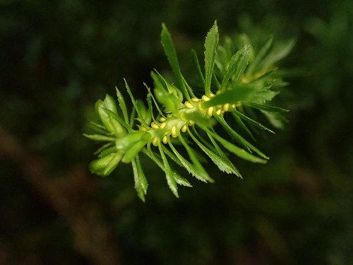 Huperzia selago, 2022-09-27