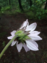 Iostephane heterophylla