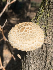 Hypsizygus