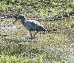Theristicus caerulescens