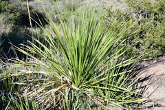 Dasylirion leiophyllum