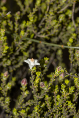 Philotheca thryptomenoides