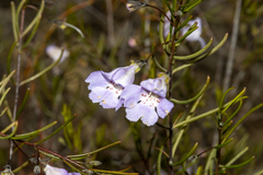 Hemigenia westringioides
