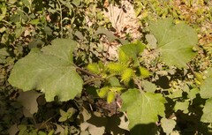 Xanthium orientale