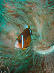 Amphiprion akindynos
