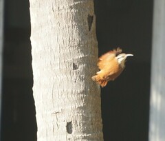 Lepidocolaptes angustirostris