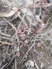 Echeveria